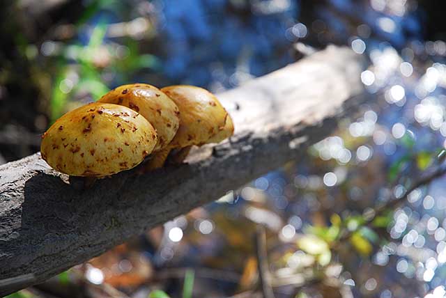 北海道　キノコ　mushroom