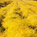 アスパラがつくる金色の草原　秋の今が旬