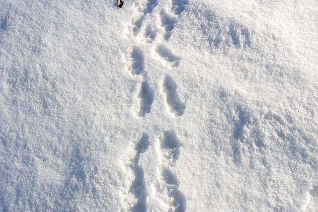 foot prints of red squirrel