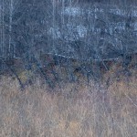 10羽のオオワシ　十勝川の段丘林のとまり木