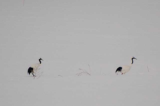  red-crowned crane