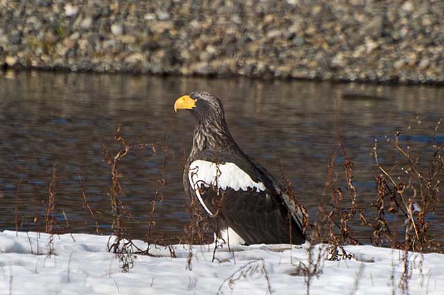  Steller's sea eagle