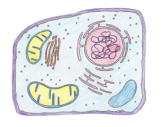 eukaryote