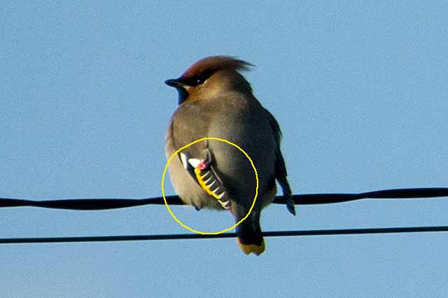 a waxwing