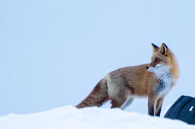 a red fox