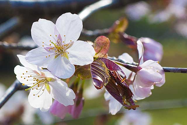 a cherry blossom