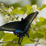 ミヤマカラスアゲハ　日本で最も美しい蝶