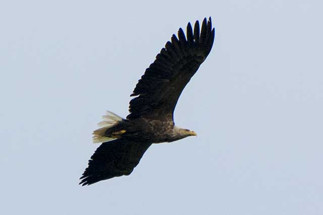 オジロワシ　white tailed sea eagle