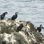 ウミウ　日本周辺に生息する海鳥