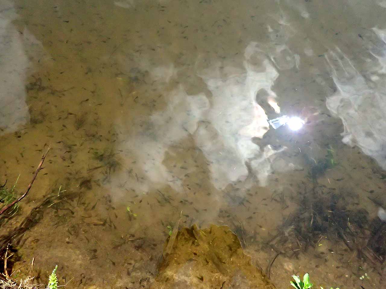 オタマジャクシ　サンショウウオ　池