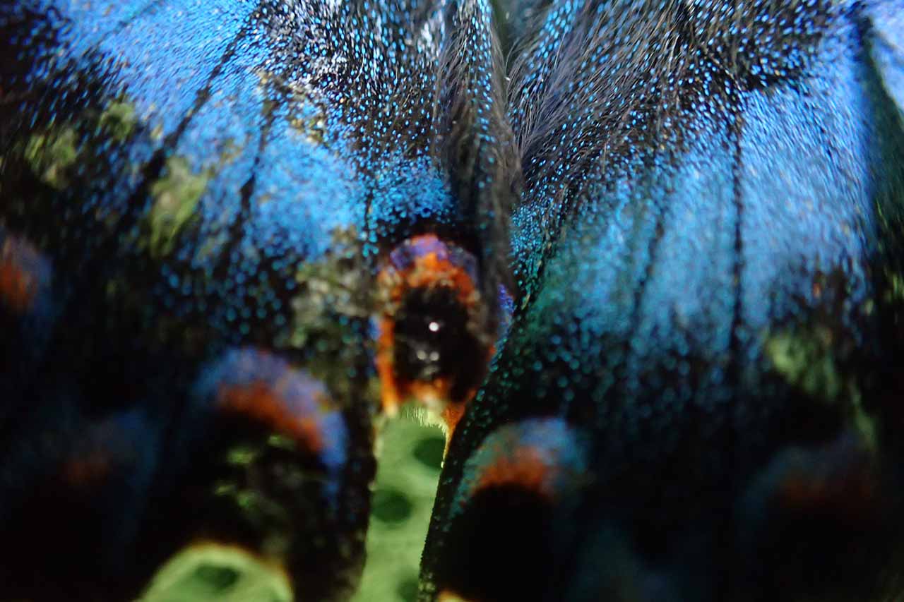 ミヤマカラスアゲハ　鱗粉