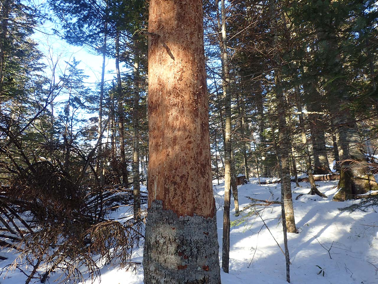 エゾシカによる樹皮被害