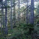 狩猟で国有林や道・県有林に入るには入林許可が必要　入林許可ってなに？