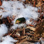-20℃を超える厳寒の北海道を虫たちはどう越冬しているのか？