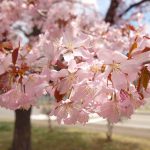エゾヤマザクラの特徴　北海道のサクラは素朴な葉桜