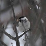 ハシブトガラ　北海道に生息する森の野鳥