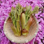 山菜タラの芽（タランボ）とは、採り頃や冷凍保存方法・レシピについて