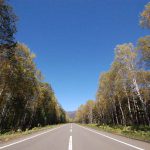 北海道ドライブ　初秋の白樺並木道をドライブすると心地よい話