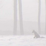 狩猟　朝霧の中、霜の上