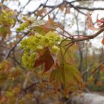 探検@ニセコ　カエデの森　赤い葉と緑の花