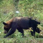 【事故記録】2020.10福島県アパート前クマ襲撃事件と対策