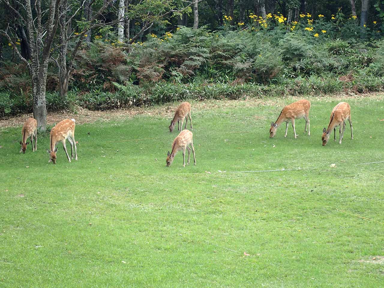 エゾシカ　deers