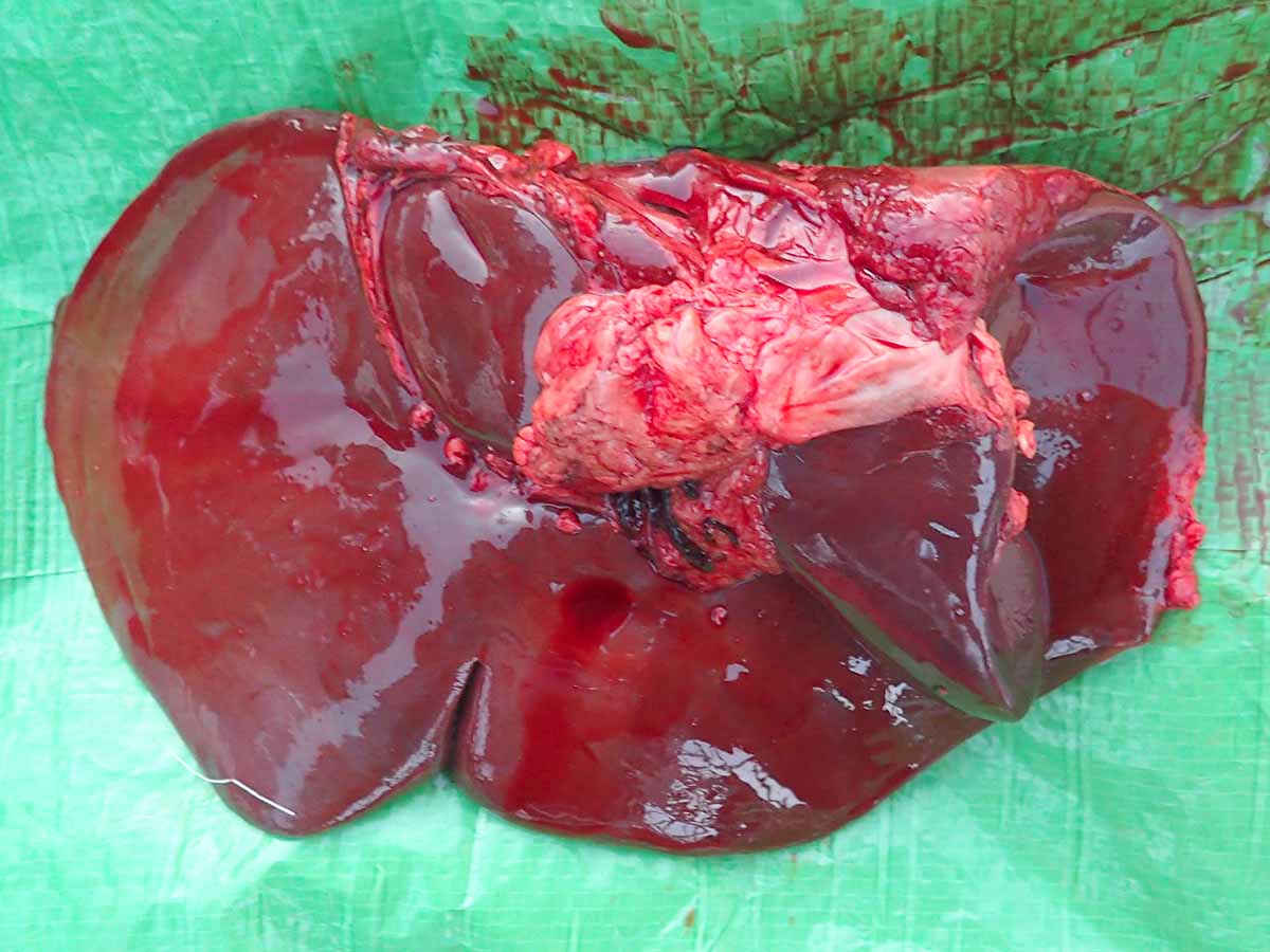 エゾシカの肝臓