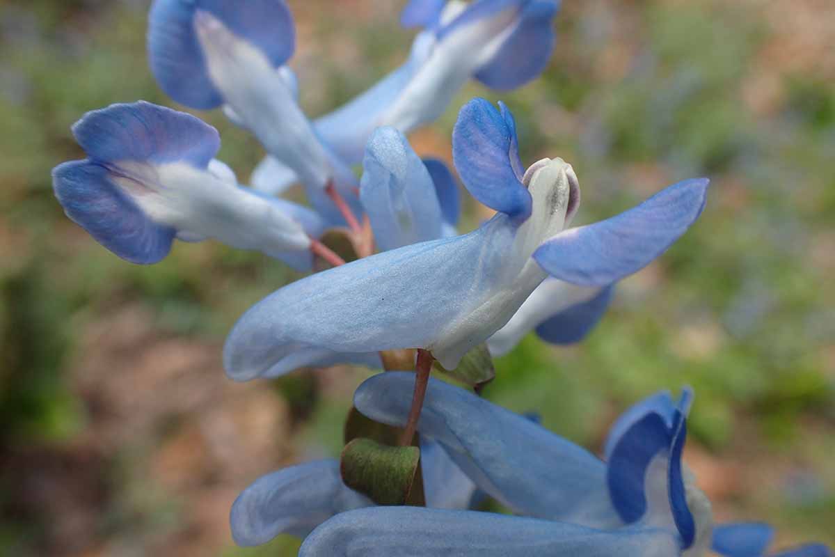 エゾエンゴサクの花