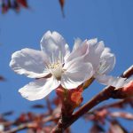旭川森林ウォーキング　桜が散りカモが卵を産む散歩道