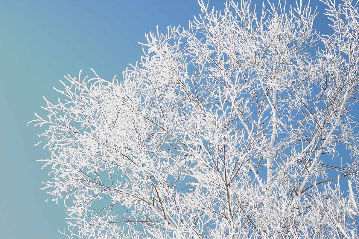 暑中お見舞い申し上げます 見ると涼しくなりそうな樹氷の画像 ハンター日記