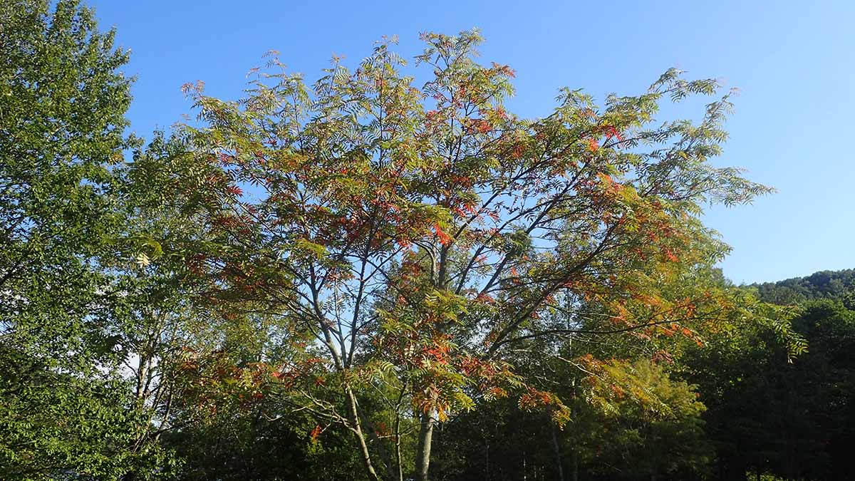 ナナカマド 北海道の街路樹は冬を越す鳥たちの大切な食料 ハンター日記