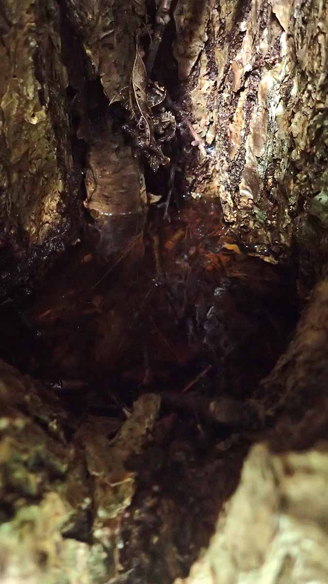 木の洞に貯まった水