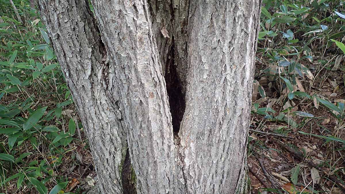 木の洞（ウロ）