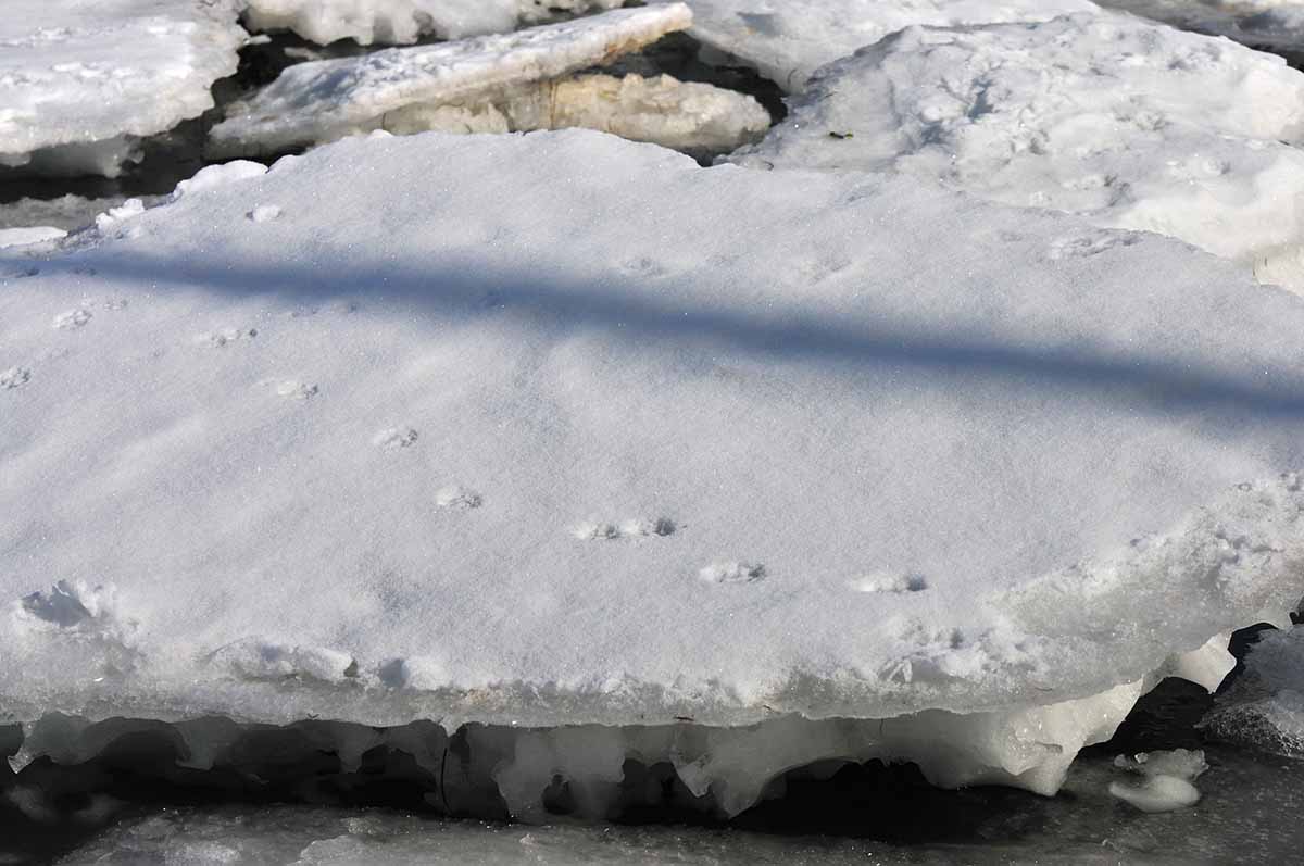 流氷の足跡