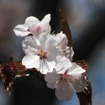 北海道のサクラはいつ咲いていつ散るの　北海道と内地の桜の違いとは？　さくらの名所100選と比較してみた