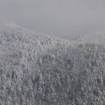 事故記録　2021年11月北海道夕張ヒグマによる猟師襲撃事件　冬眠（冬ごもり）するヒグマについて