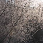 寒い朝の木々の枝に水蒸気が凍り付き付着する　太陽の光を浴びた枝氷が綺麗でした