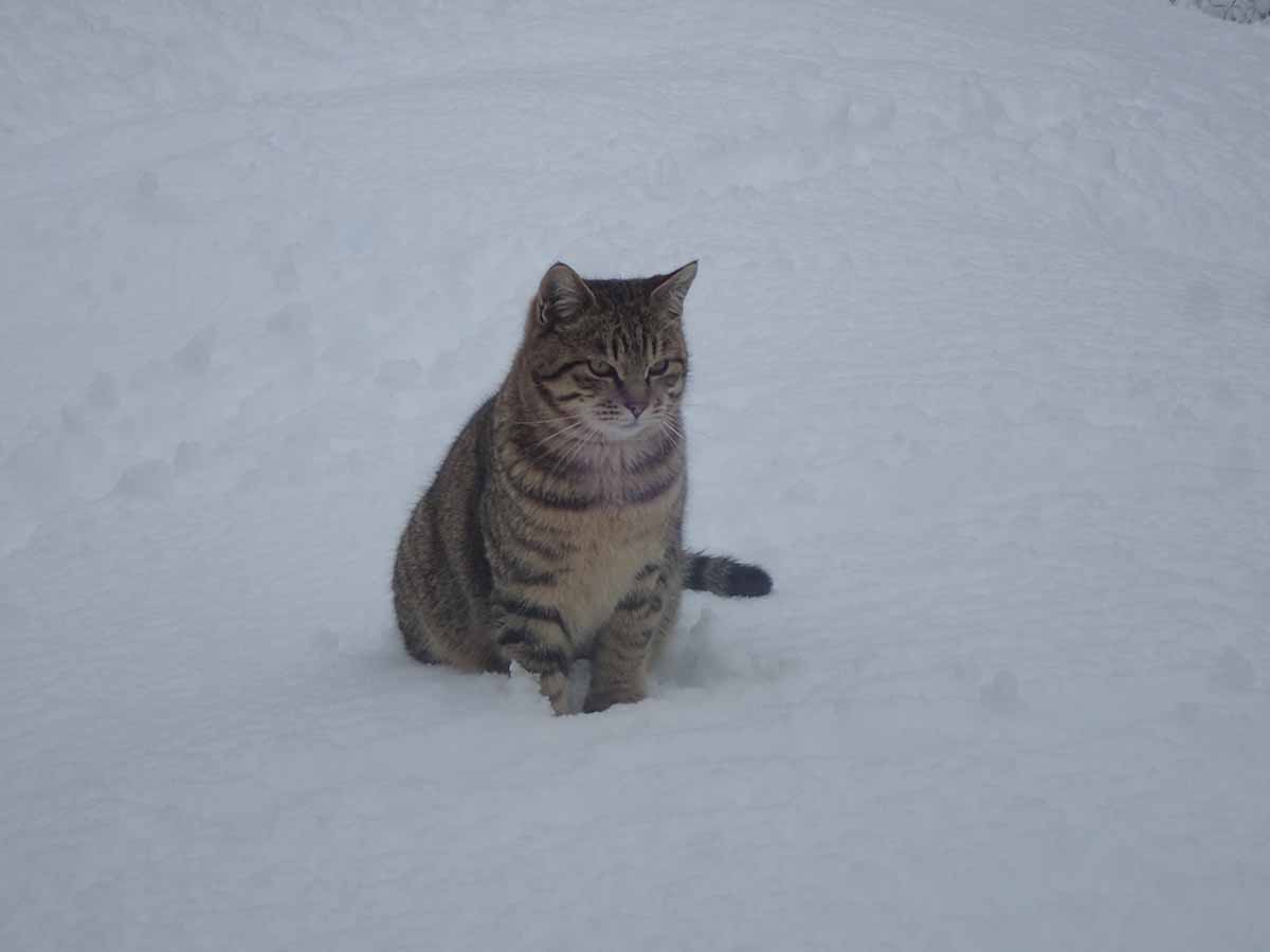 雪の上の野良猫