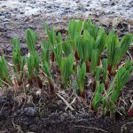畑の行者ニンニクから山菜時期を占う　2022年の春の山菜採取時期は4月22日から