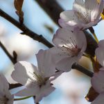 2023年北海道の開花は一週間ほど早いかも　十勝でもサクラが咲きました