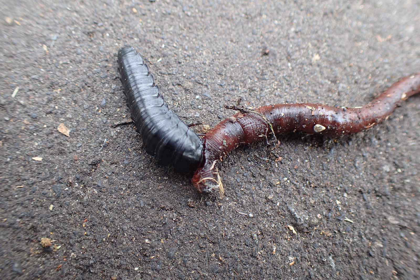 ミミズを食べるオサムシの幼虫