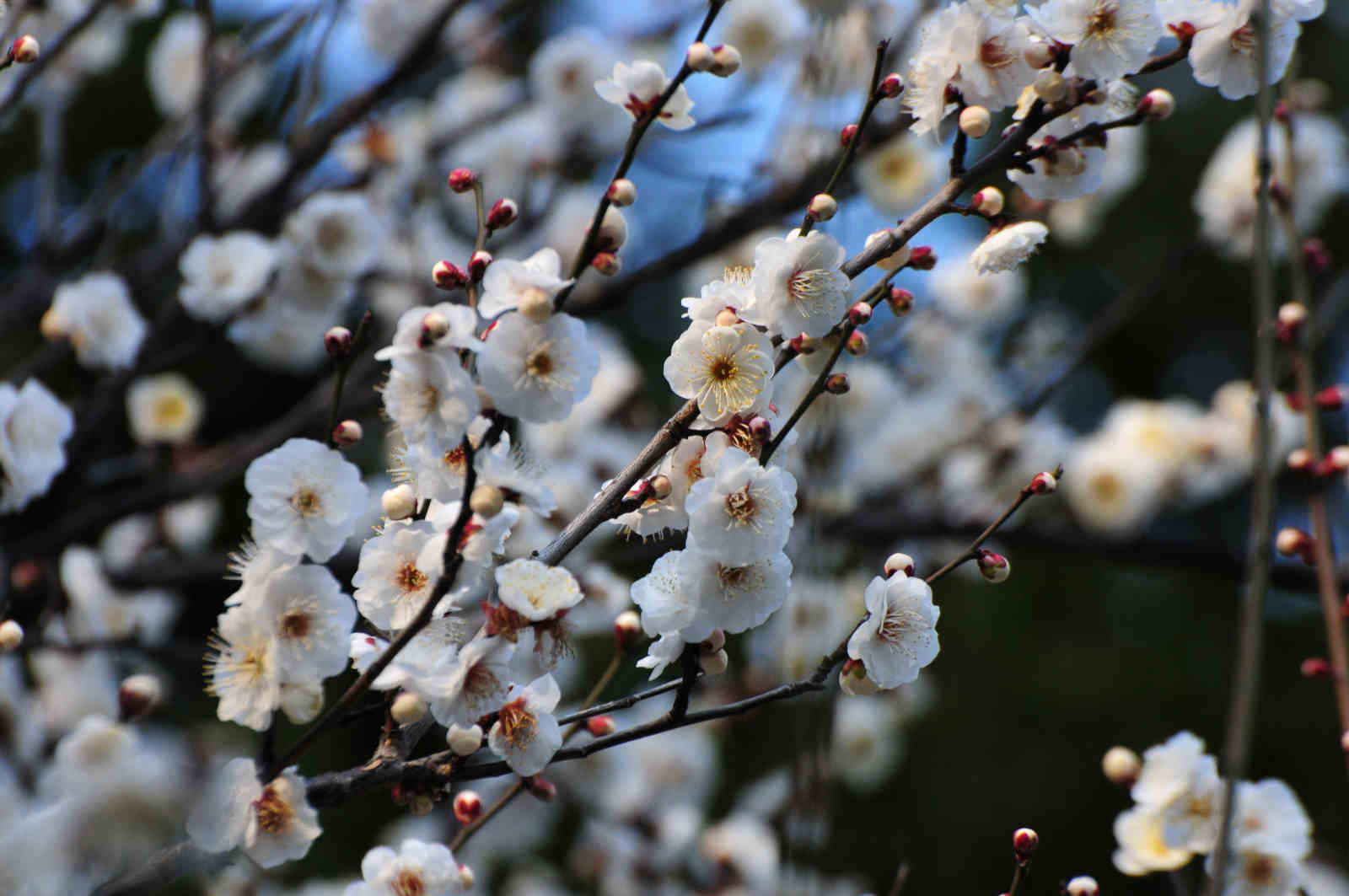 梅の花