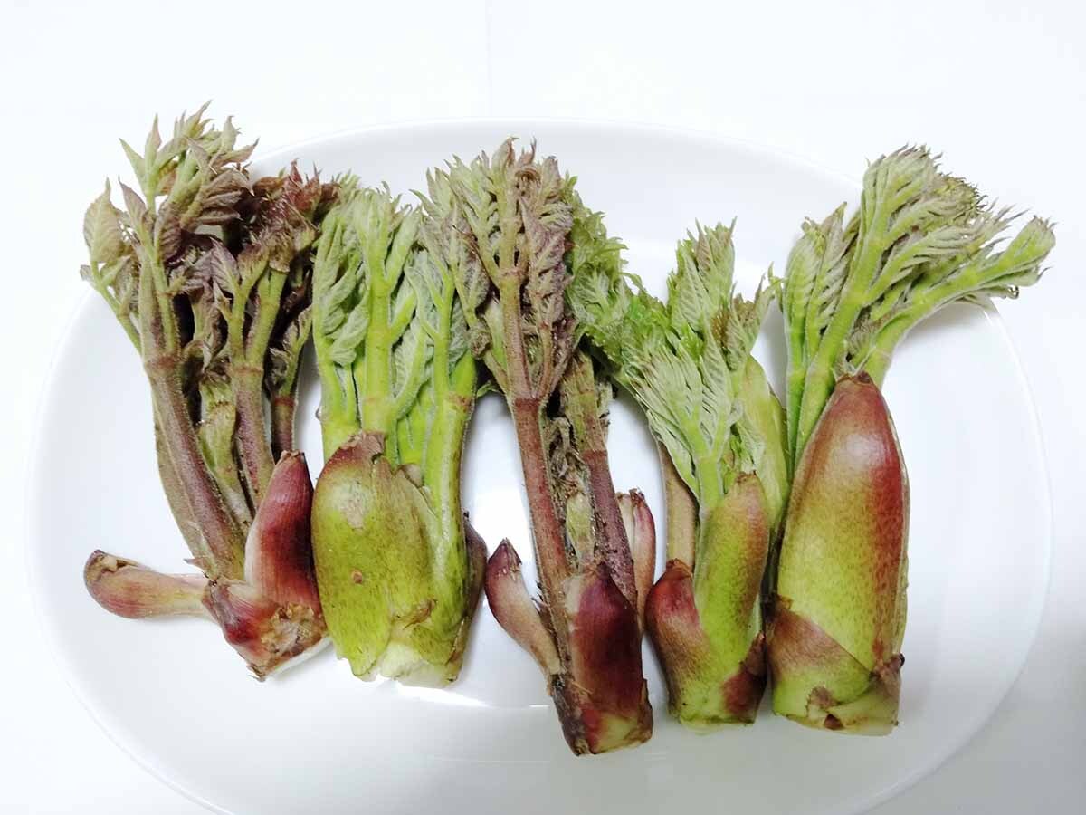 山菜タランボの若芽