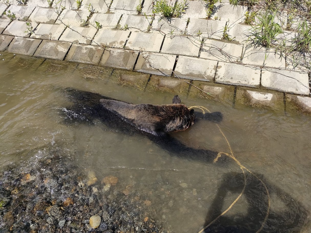 ヒグマの水浴び