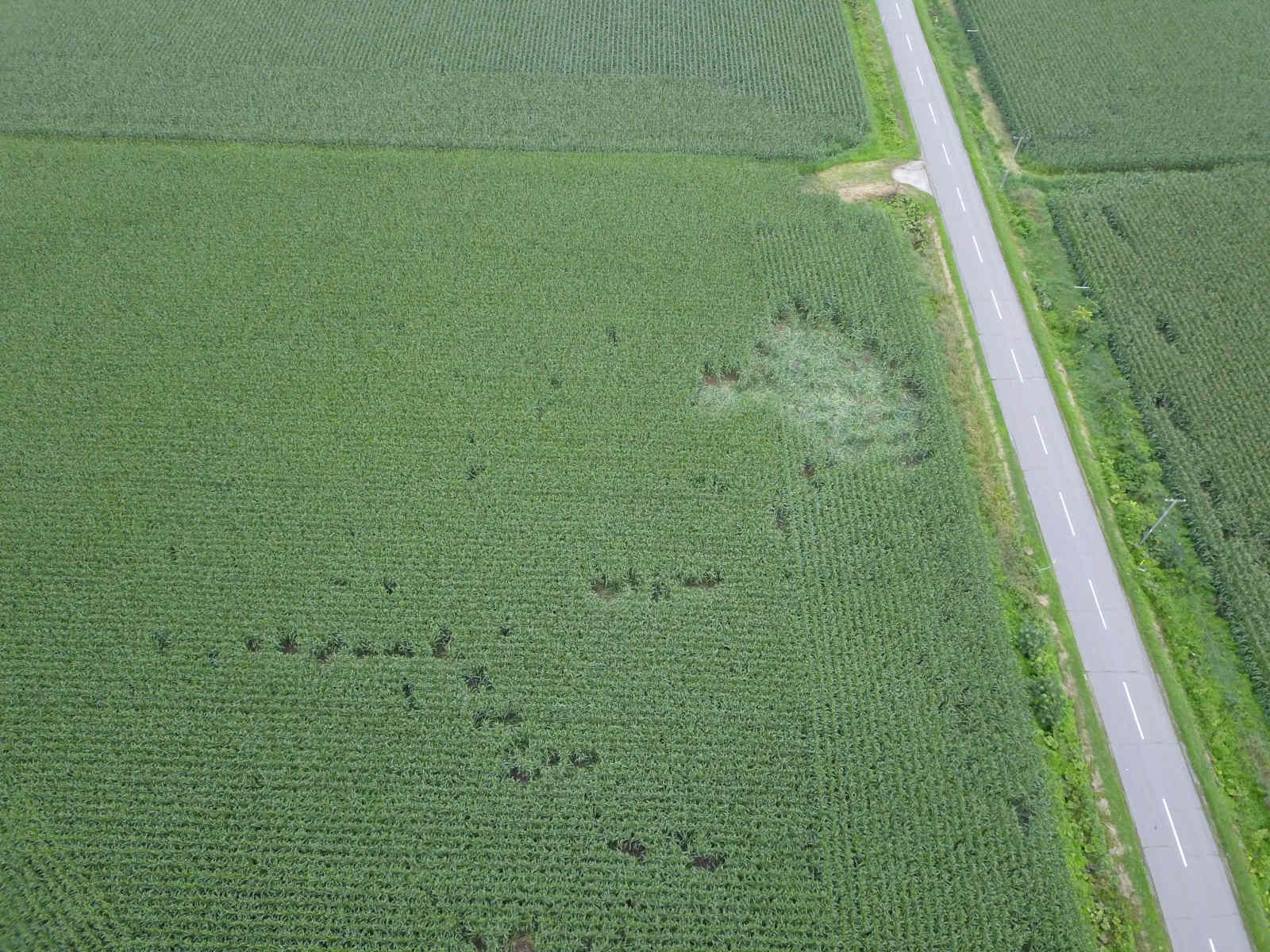 ヒグマの食害を受けたデントコーン畑