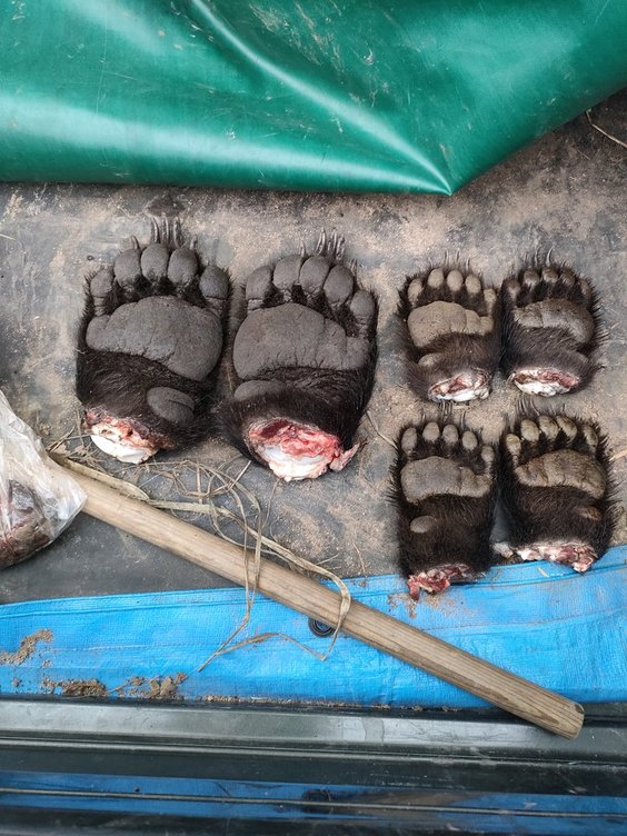 ヒグマの手