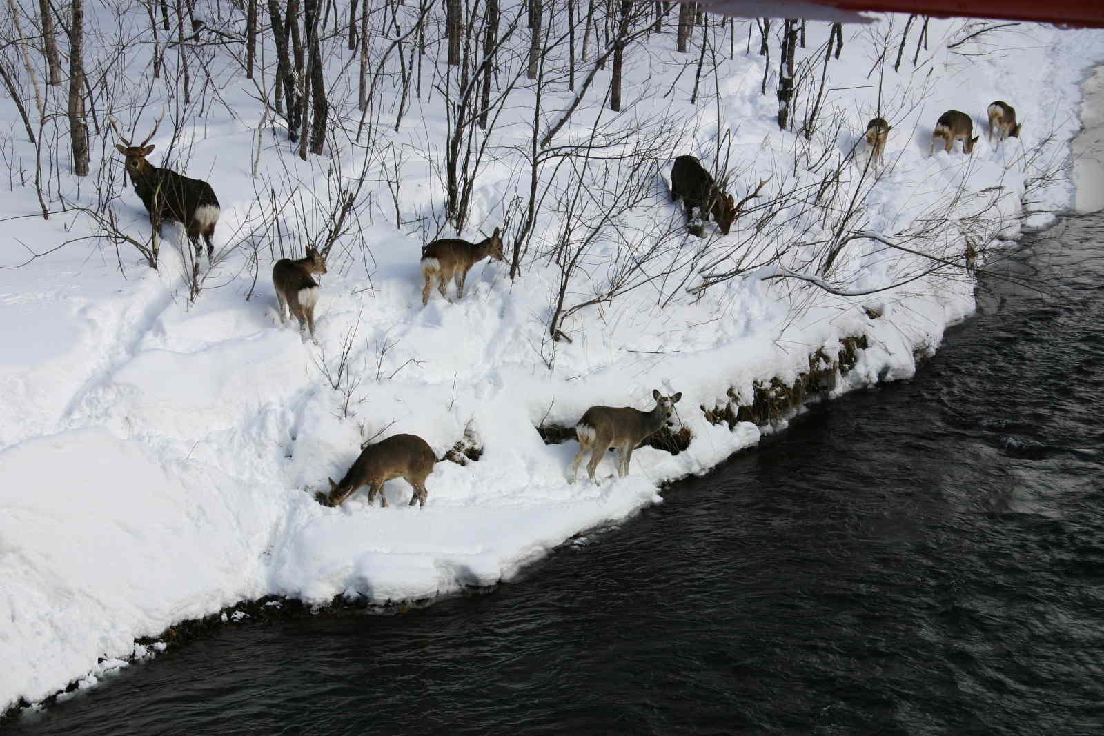 冬のエゾシカたち